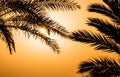 Silhouettes of palm leaves against tropical sunset sky Royalty Free Stock Photo