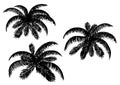 Silhouettes of palm leaves on a white background.