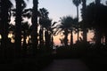 Silhouettes of palm trees against the background of the lightening sky