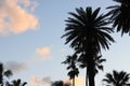 Silhouettes of palm trees against the background of a sky at sunset. Buenos Aires, Argentina. Royalty Free Stock Photo