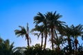 Silhouettes of palm trees against a blue sky on a bright warm day Royalty Free Stock Photo