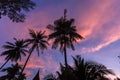 Silhouettes of palm trees against the evening sky. Nature. Royalty Free Stock Photo