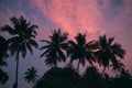 Silhouettes of palm trees against moody sky Royalty Free Stock Photo