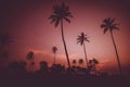 Silhouettes of palm trees against the sky with clouds just after sunset