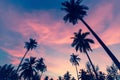 Silhouettes of palm trees against the sky at dusk. Nature. Royalty Free Stock Photo