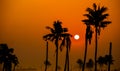 Silhouettes of palm trees against the sky during sunrise Royalty Free Stock Photo
