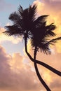 Silhouettes of palm trees against scenic clouds and sky during tropical sunset. Caribbean island sunrise and palm tree