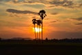 Silhouettes of palm trees against the sky