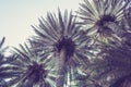 Silhouettes of palm trees against the sky during a tropical sunset in Sri Lanka beach. Royalty Free Stock Photo