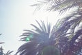 Silhouettes of palm trees against the sky during a tropical sunset in Sri Lanka beach. Royalty Free Stock Photo