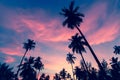 Silhouettes of palm trees against the twilight sky. Nature. Royalty Free Stock Photo