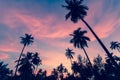 Silhouettes of palm trees against the twilight sky. Nature. Royalty Free Stock Photo