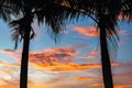 Silhouettes of palm trees on the background of a beautiful ocean landscape at sunset with a wave on the shore and bizarre clouds