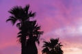 Silhouettes of palm trees on a background of pink sky at sunset day Royalty Free Stock Photo