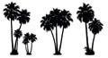 Silhouettes of palm trees with coconut-like structures, featuring slender trunks