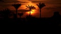 Silhouettes of palm trees at dawn. The Red Sea Coast Royalty Free Stock Photo