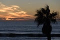 Silhouettes of palm trees at dusk near Crystal Pier Royalty Free Stock Photo