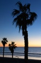 Silhouettes of palm trees at dusk near Crystal Pier Royalty Free Stock Photo