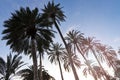 Silhouettes of Palm trees group at sunset Royalty Free Stock Photo