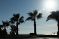 silhouettes of palm trees on the seashore at sunset Royalty Free Stock Photo