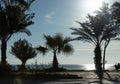 silhouettes of palm trees on the seashore at sunset Royalty Free Stock Photo