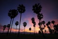Silhouettes of palm trees