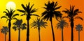 Silhouettes of palm trees at sunrise, vector illustration Royalty Free Stock Photo