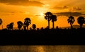 Silhouettes of palm trees under an orange sunset sky in Ruaha National park Royalty Free Stock Photo