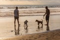 Silhouettes of a people and dogs at the beach.