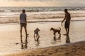 Silhouettes of a people and dogs at the beach.