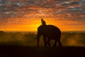 Silhouettes of people and elephants are the way of life of the Surin Thai people.