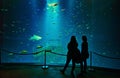 Silhouettes of people in front of a giant aquarium with big shark in a museum