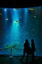 Silhouettes of people in front of a giant aquarium with shipwreck and big fish in a museum