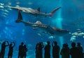 Silhouettes of people and giant whale shark of fantasy underwater in Okinawa Churaumi Aquarium