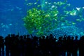 Silhouettes of people looking at fish in huge Aquarium, Fish Tank with tropical shoals of fish at Chimelong Ocean Kingdom, Zhuhai Royalty Free Stock Photo