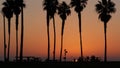 Silhouettes of people and palm trees on beach at sunset, California coast, USA. Royalty Free Stock Photo