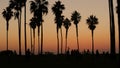 Silhouettes of people and palm trees on beach at sunset, California coast, USA. Royalty Free Stock Photo