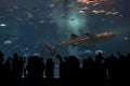 Silhouettes of people to see giant whale shark