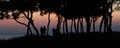 Silhouettes of people and trees enjoying the evening sunset in a park. Royalty Free Stock Photo