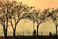 Silhouettes of people, trees and street lamps on the park path