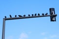 Silhouettes of pigeons sitting on the traffic light pole against the blue sky, birds on the metal branch outdoors Royalty Free Stock Photo