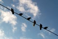 silhouettes of pigeons sitting on wires against the blue sky Royalty Free Stock Photo