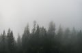 Silhouettes of pine trees in the fog Royalty Free Stock Photo