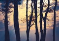 silhouettes of pine trees Royalty Free Stock Photo