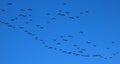 Silhouettes of pink-footed geese in blue sky