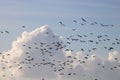 Silhouettes of pink-footed geese clouds behind