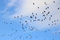 Silhouettes of pink-footed geese clouds behind