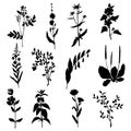 Silhouettes of wild plants