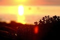 Silhouettes of plants, sunset, sea Royalty Free Stock Photo