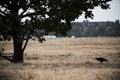 Silhouettes of a raven and a tree on the Tempelhofer Feld on a dull autumn day Royalty Free Stock Photo